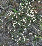 Cassiope lycopodioides