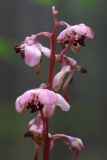 Pyrola incarnata. Верхняя часть соцветия. Бурятия, Баунтовский эвенкийский район, окр. пос. Северный, лиственничная тайга. 23.07.2013.