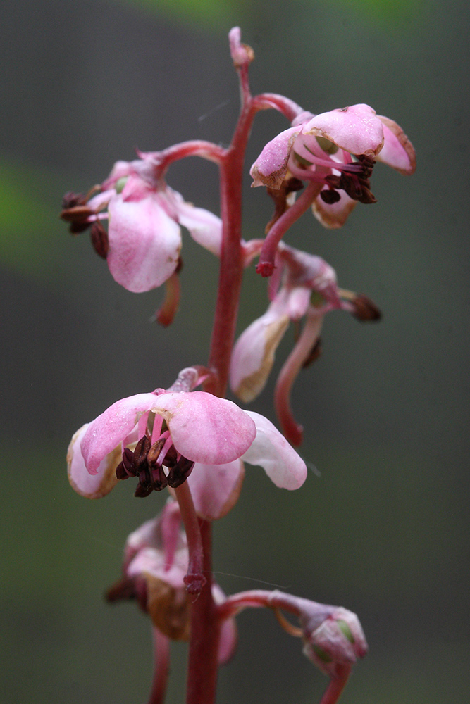 Image of Pyrola incarnata specimen.