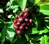 Ligustrum vulgare