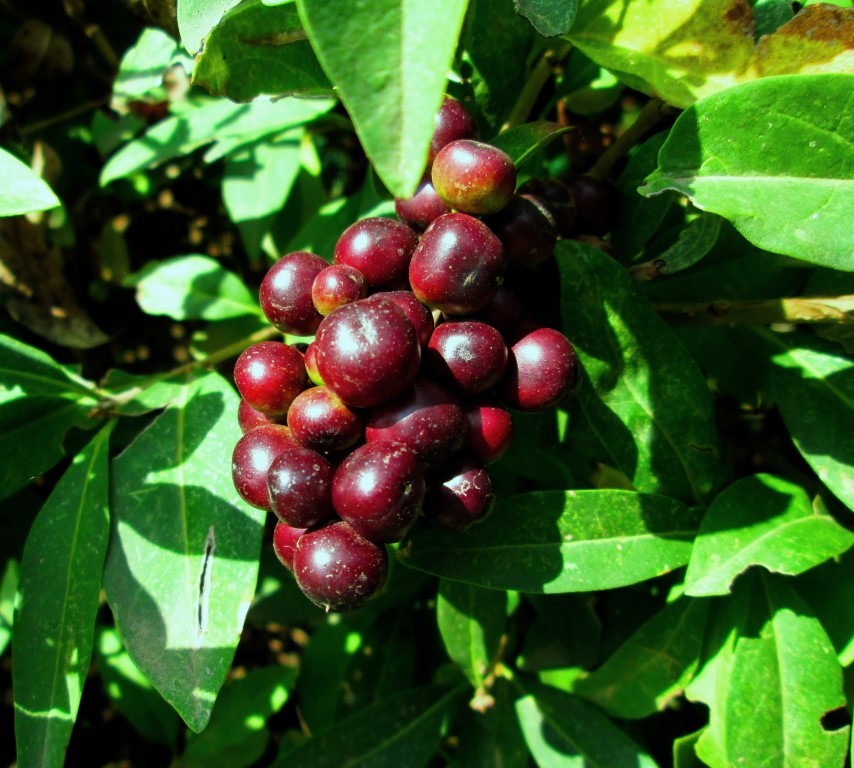 Image of Ligustrum vulgare specimen.