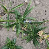 Gentiana fetisowii