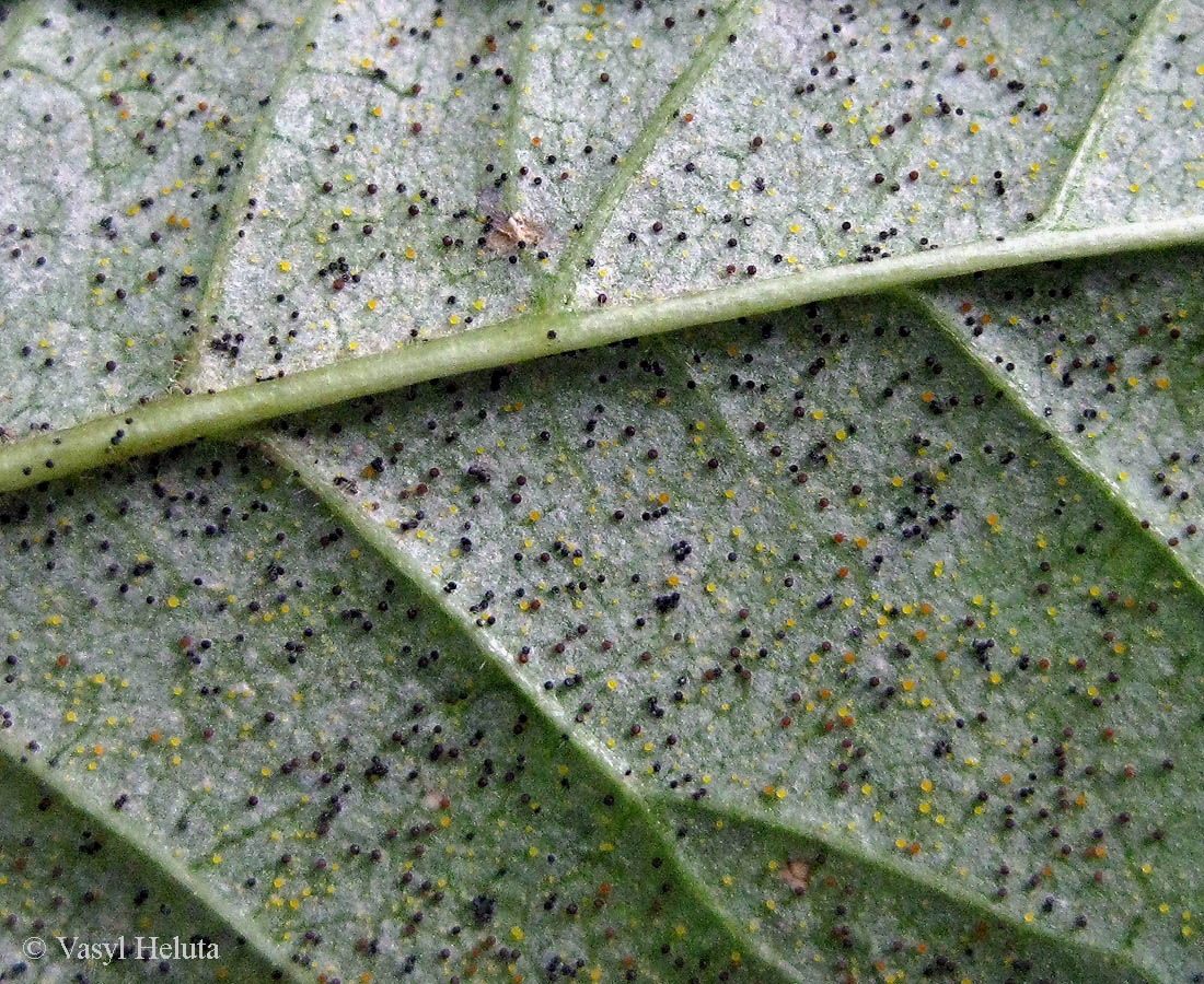 Image of Fraxinus excelsior specimen.