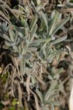 Lavandula angustifolia