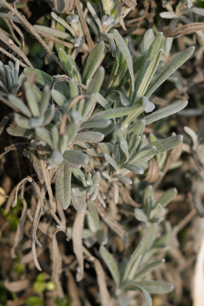 Image of Lavandula angustifolia specimen.