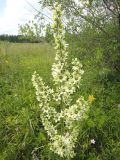 Veratrum dahuricum. Соцветие. Республика Бурятия, Баунтовский эвенкийский р-н, окр. пос. Северный, долина р. Мал.Амалат, разнотравный луг. 15.07.2013.