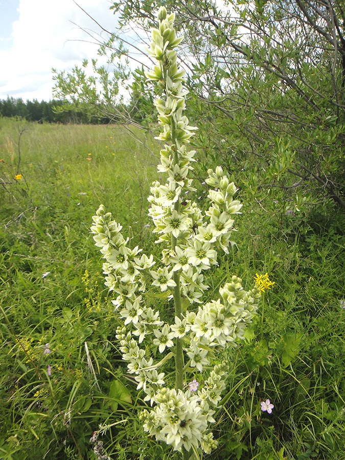 Image of Veratrum dahuricum specimen.
