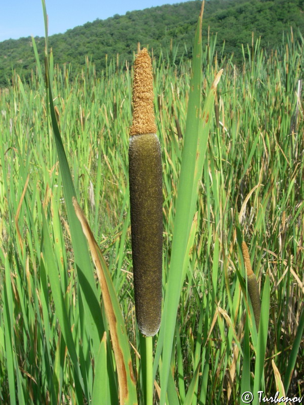 Изображение особи Typha shuttleworthii.