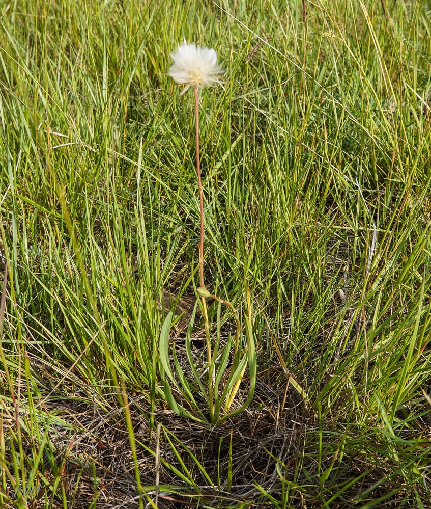 Image of Scorzonera parviflora specimen.