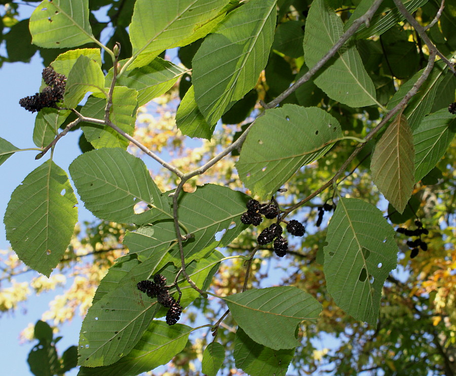 Изображение особи Alnus incana ssp. rugosa.