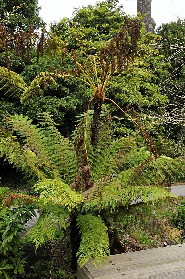 Image of Dicksonia antarctica specimen.