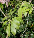 Pieris formosa. Побеги. Германия, г. Дюссельдорф, Ботанический сад университета. 02.03.2014.