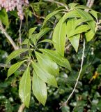 Pieris formosa