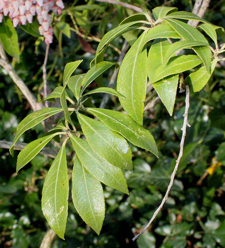 Image of Pieris formosa specimen.