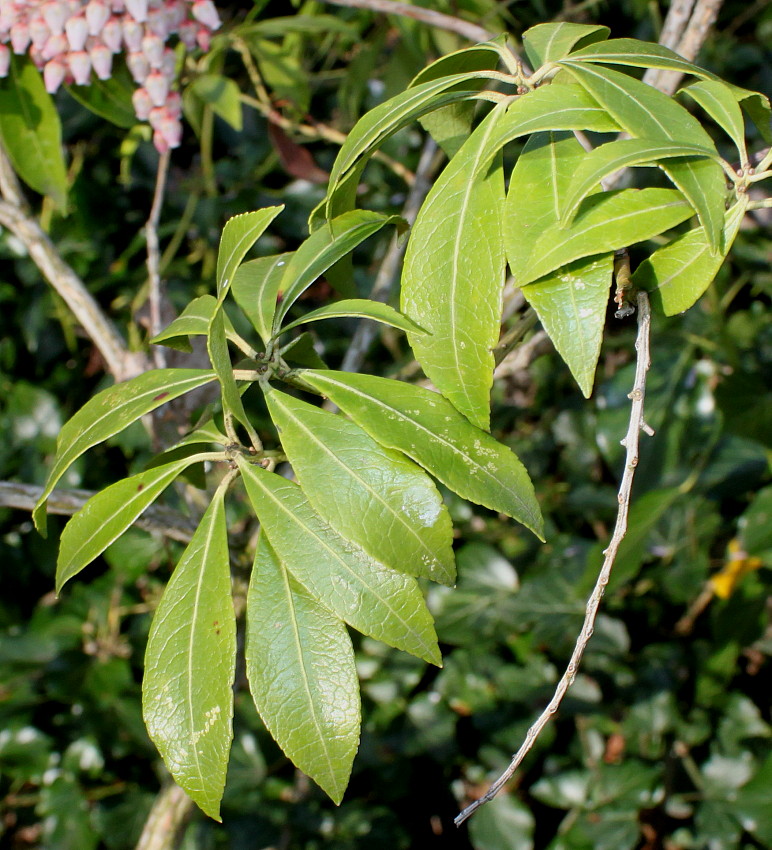 Image of Pieris formosa specimen.