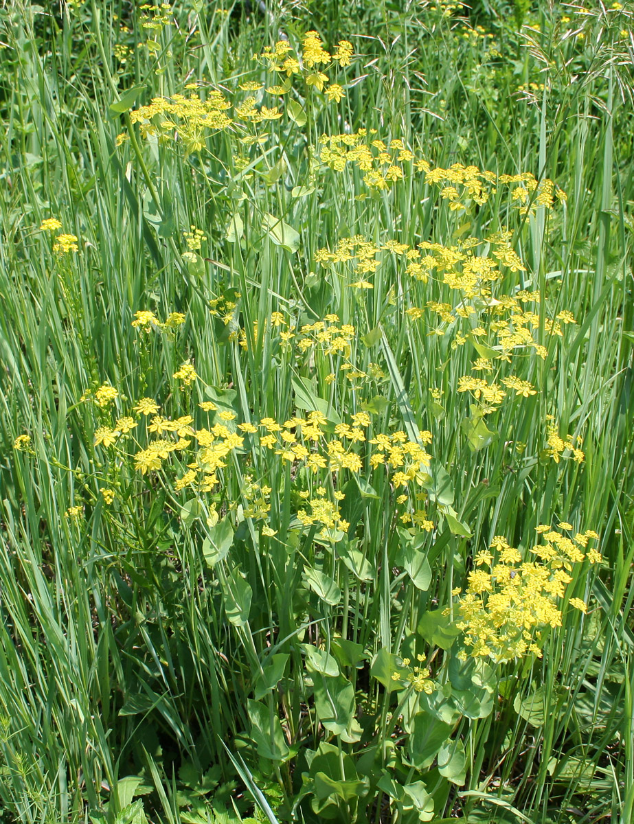 Изображение особи Bupleurum longifolium ssp. aureum.