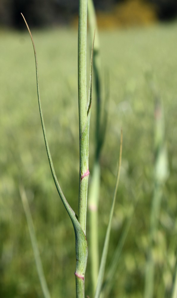 Image of Tragopogon porrifolius ssp. longirostris specimen.