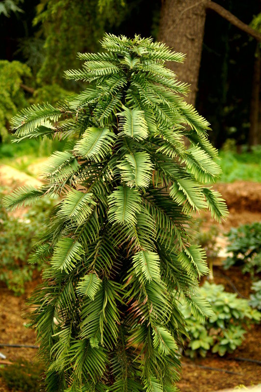 Изображение особи Wollemia nobilis.