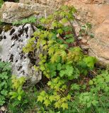 Acer cappadocicum. Молодое дерево в расщелине скалы. Краснодарский край, Апшеронский р-н, окр. пос. Мезмай, хребет Гуама, Орлиная скала. 28.04.2014.