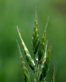 Bromus hordeaceus