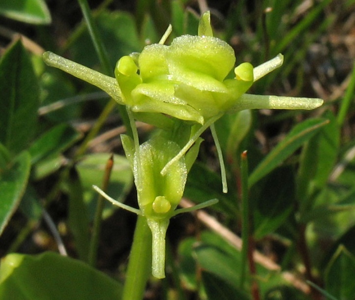 Image of Liparis loeselii specimen.