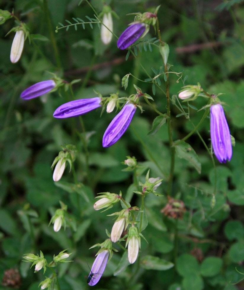 Image of Campanula hohenackeri specimen.