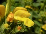 Phlomis viscosa