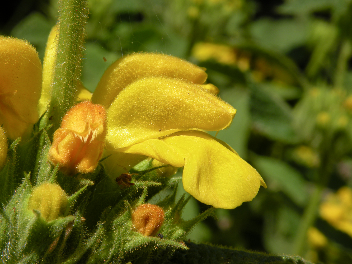 Изображение особи Phlomis viscosa.