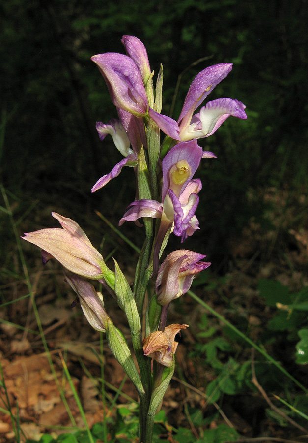 Image of Limodorum abortivum var. viride specimen.