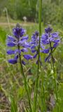 Polygala hybrida