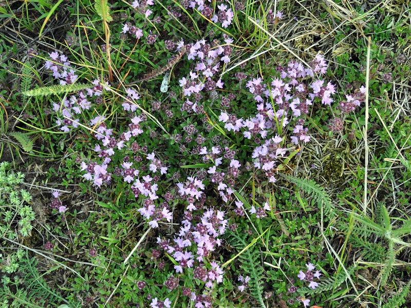 Изображение особи Thymus subarcticus.