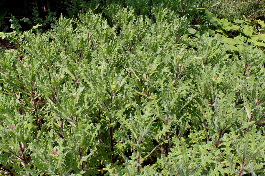 Image of Centaurea benedicta specimen.
