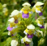 Galeopsis speciosa