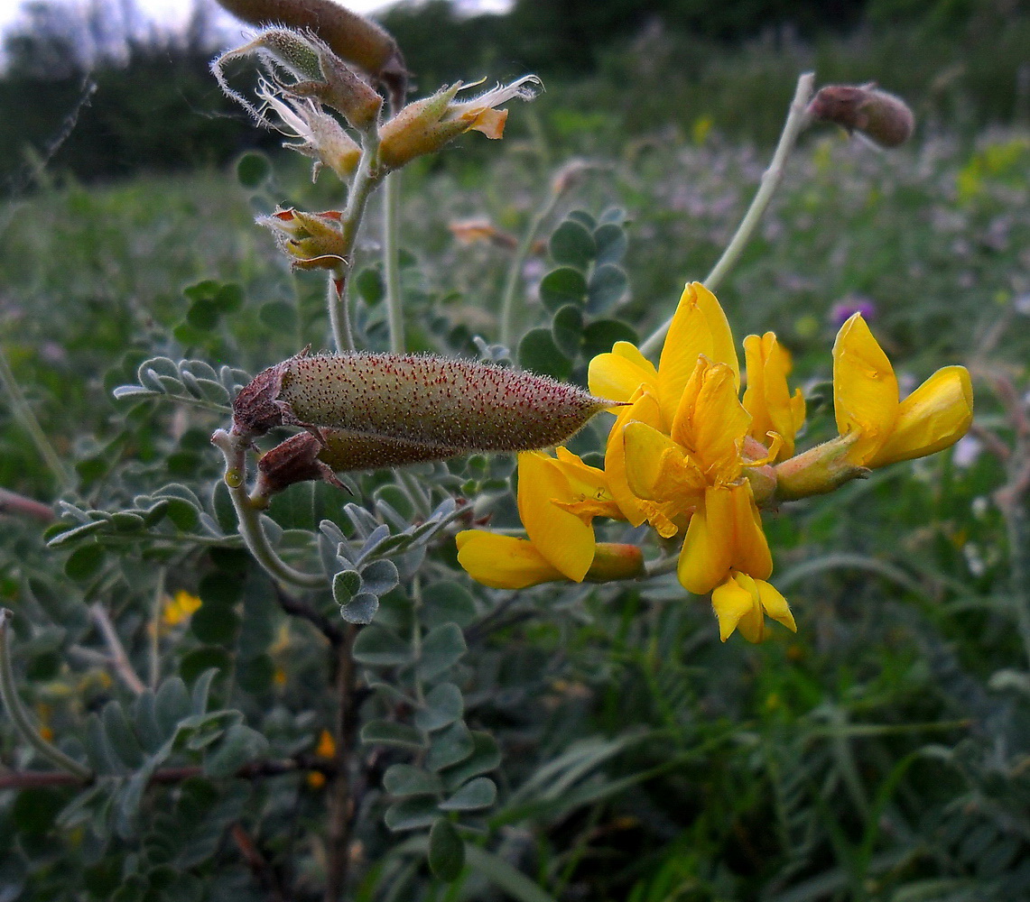 Изображение особи Calophaca wolgarica.