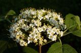 Viburnum lantana. Отцветающее соцветие. Ярославль, пос. Нефтяников, парк, аллея у пруда. 23 мая 2014 г.