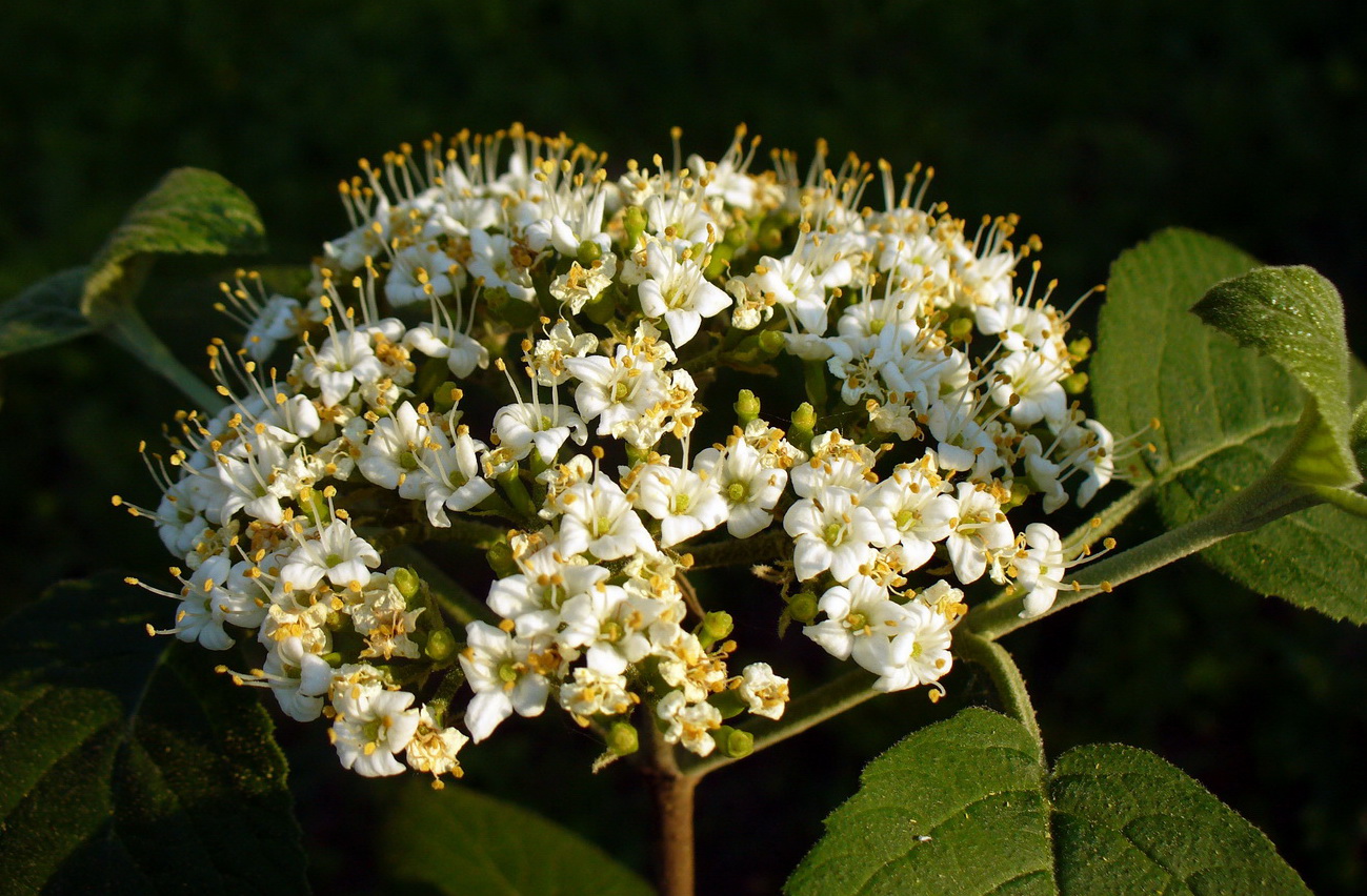 Image of Viburnum lantana specimen.