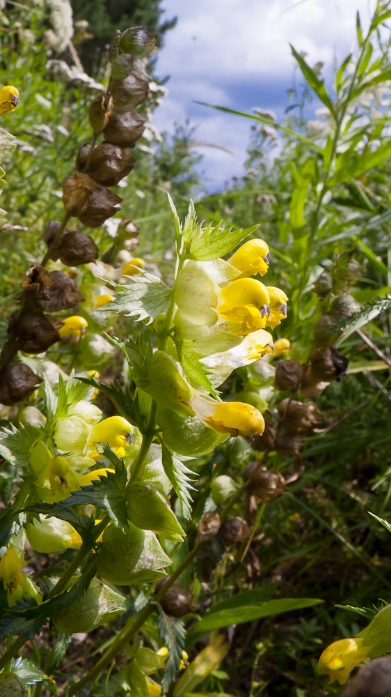 Изображение особи род Rhinanthus.