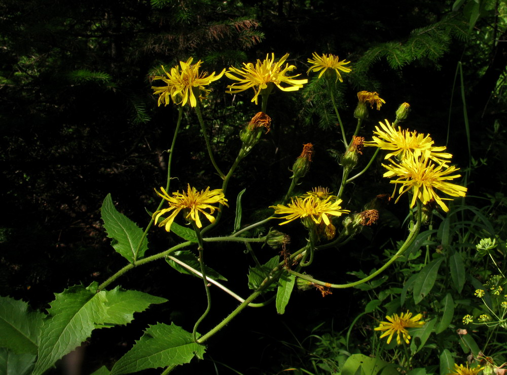 Image of Crepis sibirica specimen.