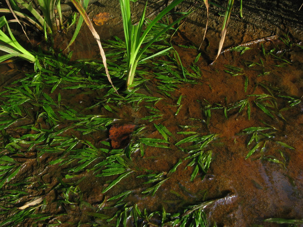 Image of Potamogeton tenuifolius specimen.