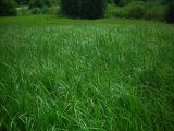 Calamagrostis epigeios. Заросль на лугу. Удмуртия, Завьяловский р-н, окр. дер. Дуброво. 18.07.2009.г.