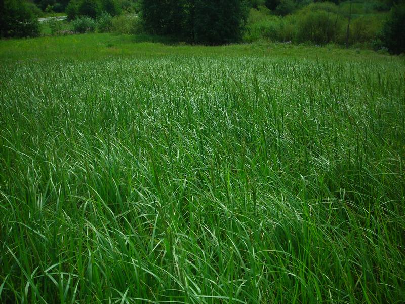 Изображение особи Calamagrostis epigeios.