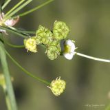 Alisma plantago-aquatica. Незрелые плоды. Саратов, Октябрьское ущелье, пруд. 06.09.2014.