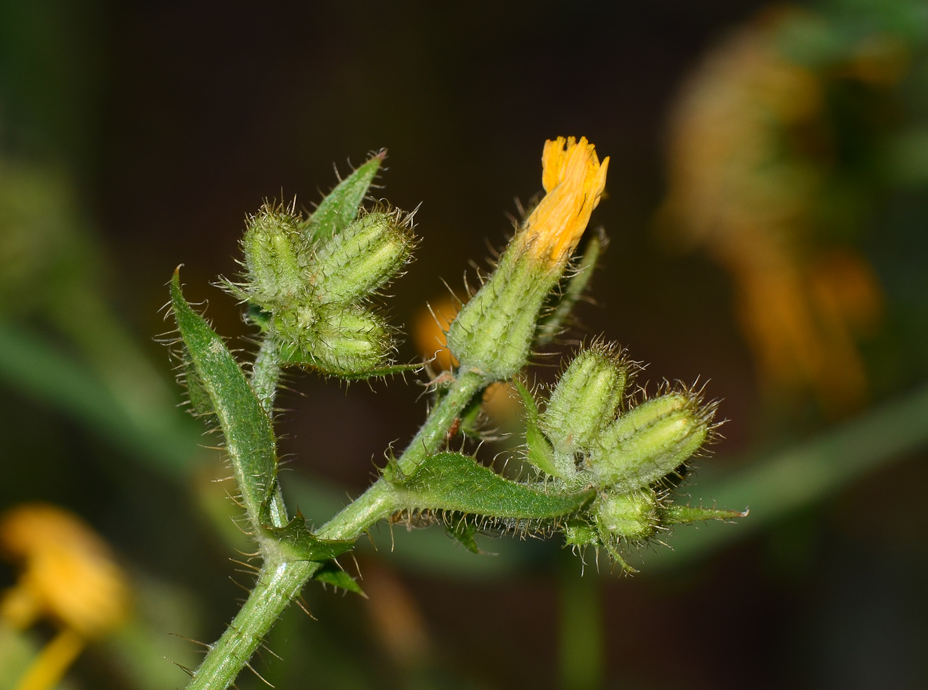 Изображение особи Crepis aspera.