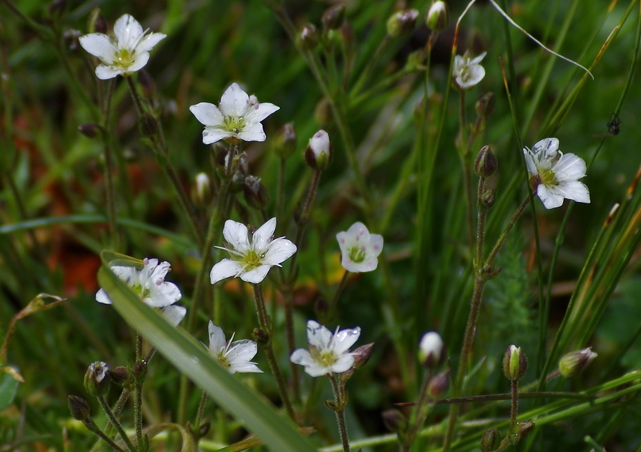 Image of Minuartia uralensis specimen.