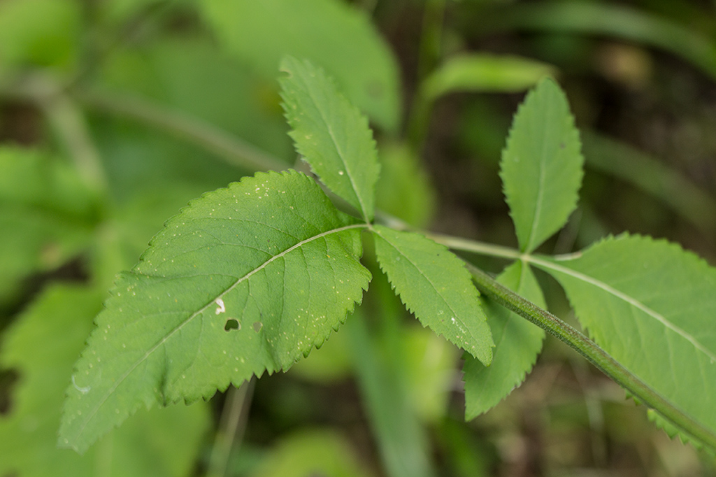 Изображение особи Cephalaria calcarea.