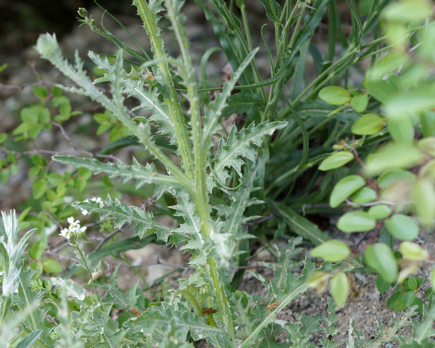 Image of genus Carduus specimen.