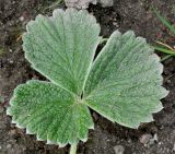 Potentilla megalantha. Молодой лист. Германия, г. Крефельд, Ботанический сад. 06.09.2014.