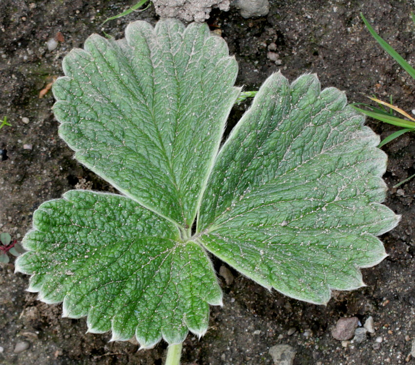 Изображение особи Potentilla megalantha.
