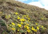 Potentilla acaulis. Цветущие растения на каменистом склоне. Республика Хакасия, Орджоникидзевский р-н, окр. с. Малый Сютик. 01.05.2008.