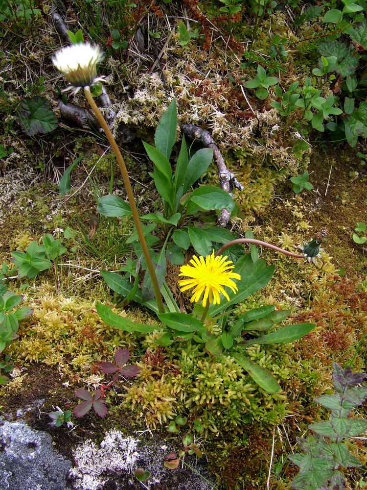 Изображение особи род Taraxacum.